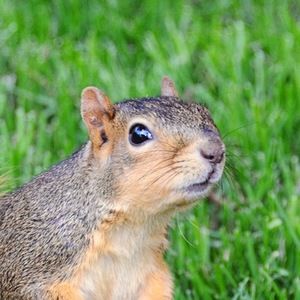 Meet your Posher, Harvey